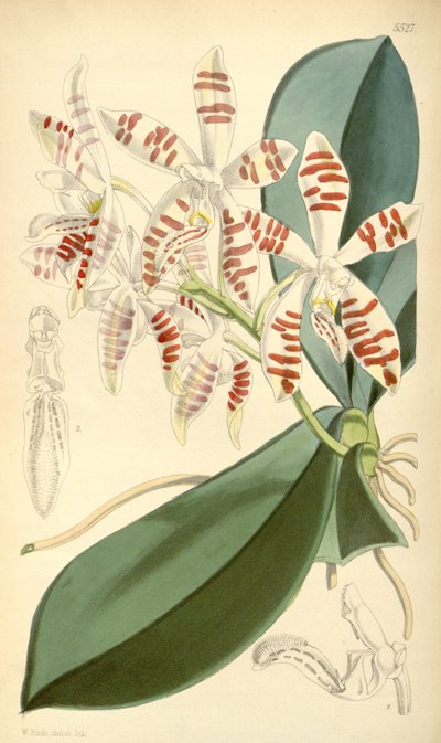 Illustration de Phalaenopsis sumatrana - Walter Hood Fitch